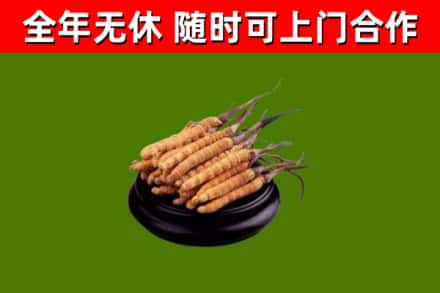 克拉玛依回收散虫草